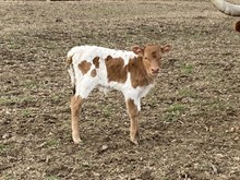 Concho x Dunn Thinking bull calf