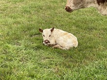 DH Concho x Daycee bull calf