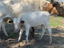 Ferdinand x BL Flashy bull calf