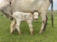 DH Concho x Yogurt bull calf