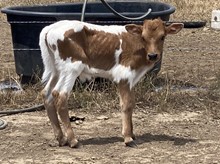 20 Gauge x Catch You bull calf
