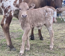 unnamed steer calf (DH Concho x PK's Castaway)