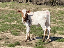 Concho x Fancy heifer calf