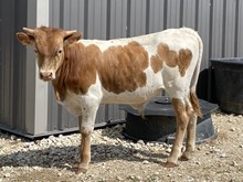 Concho x Dunn Thinking bull calf