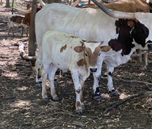 DH Concho x Dale's Girl bull calf