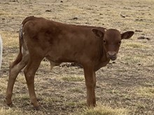 HJ's Melvin x Blossom bull calf
