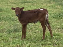 DH Concho x Moolah heifer calf