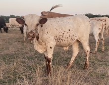 DH Concho x Daycee bull calf
