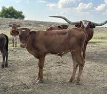 DH Concho x 4L Red Hot bull calf