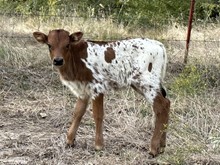 Concho x Drag Dancer heifer calf