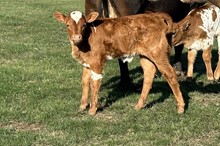 Concho x Sashay heifer calf