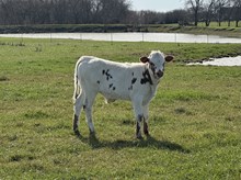 Chatterbox x Trumpter's Idyl bull calf