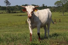 Heifer calf 2022 Justify x Cat Call BCB
