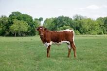 BCR Suzie Q 226