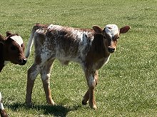 Lights Out x Final Term bull calf