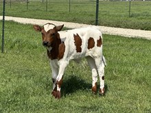 Lights Out x Fast Labor bull calf