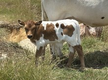 Jammin Rex x Emmy bull calf 