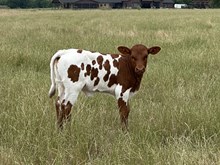 Jammin Rex x Whip Er heifer calf