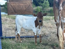 Jammin Rex x Cat Call BCB bull calf